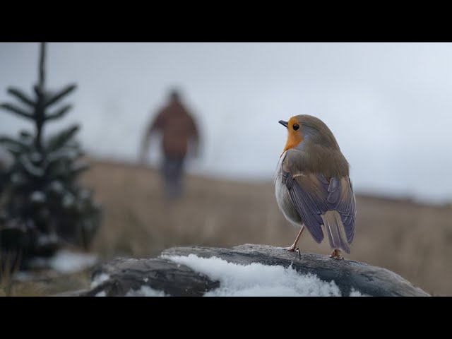 John Lewis Inspired Christmas Advert 2024 - Send Me a Sign