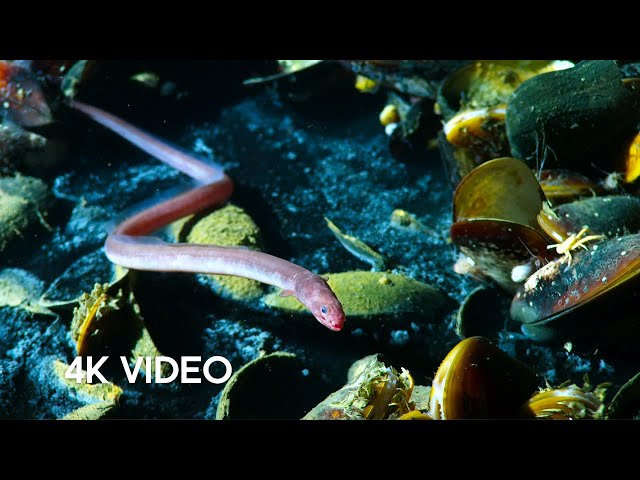 Eel Suffers Toxic Shock | 4K UHD | Blue Planet II | BBC Earth