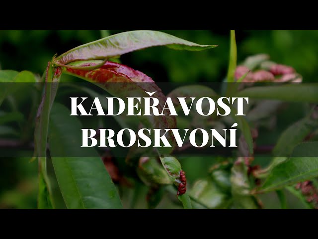 Kadeřavost broskvoní