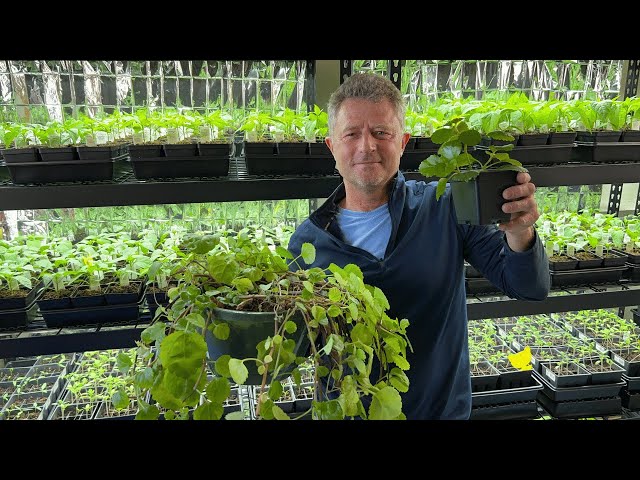 Swedish Ivy - Propagate From Cuttings