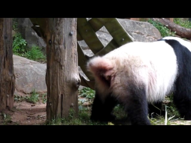 Panda pooping