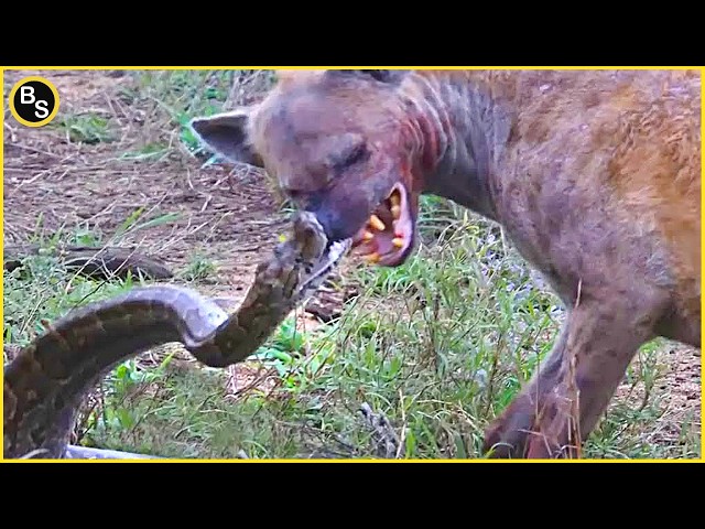 10 WILDEST Animal Fights Caught On Camera !!