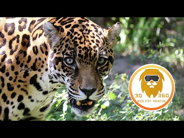 Jaguar: The cat with jaws of steel in 3D 180VR