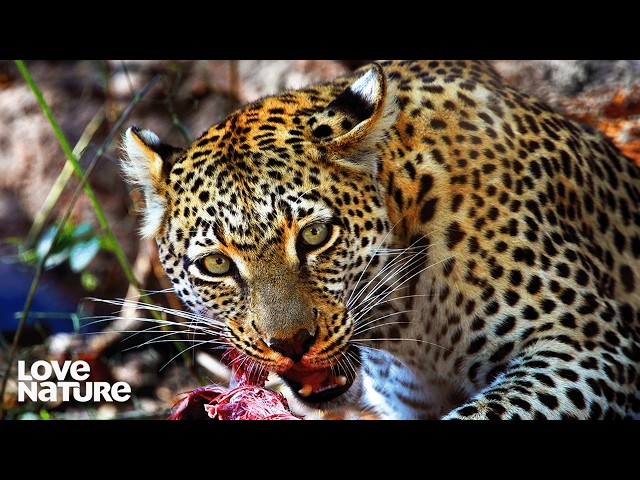 Injured Leopard Seeks Refuge In Villager's Home | Kenya Wildlife Diaries 104