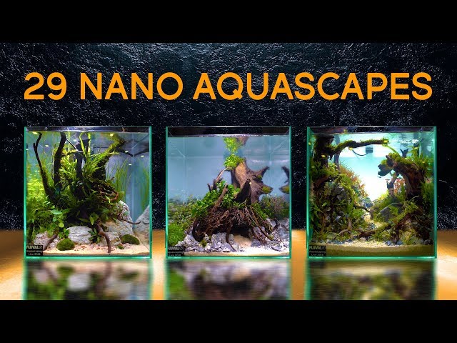 Twenty-Nine Of the Best Nano Aquascapes In America