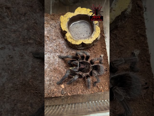 #phormictopus #cancerodies #hispaniola #giant #short #shorts #shortsvideo #shortsfeed #tarantula