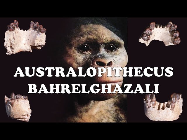 Australopithecus bahrelghazali : The Mysterious Australopithecines