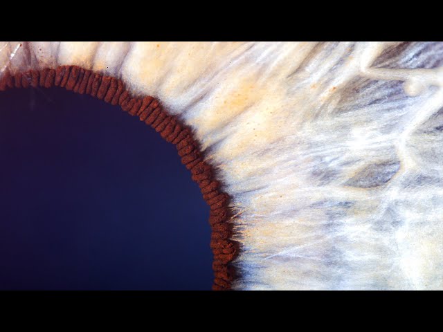 Eyes like you've never seen them before! Extreme Iris Photography