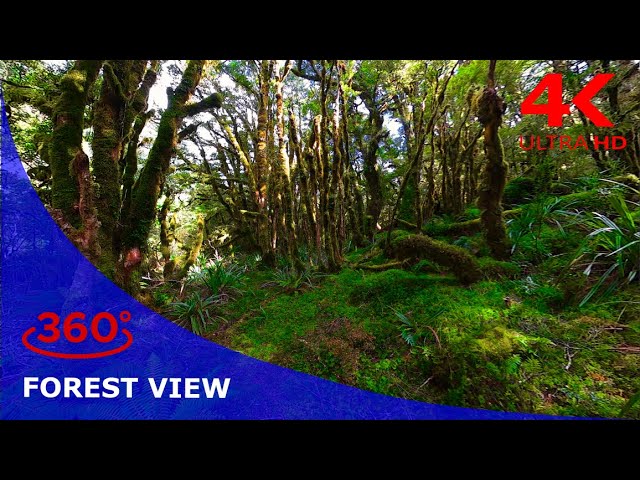 Forest view in 360: A Breathtaking 360 Degree forest with bird song