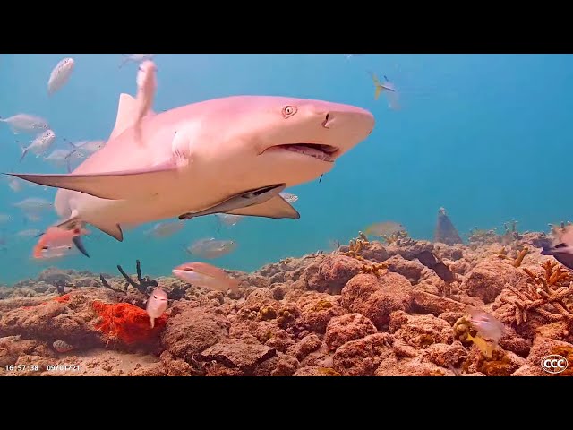 Coral City Camera (Miami's Free-Range Aquarium Underwater Livestream)