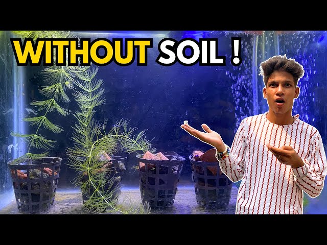 Planted tank without soil 😃 | Planted aquarium without soil |