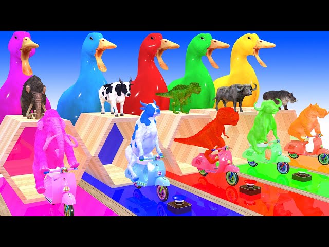 5 Giant Ducks | Cow, Tiger Giant, Dinosaur, Hippo, Elephant, and Magic Bike, Transfiguration !!!