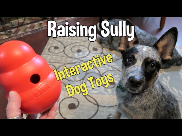 Introducing Sully To Interactive Toys ~ Kong Wobbler & Planet Dog Snoop ~ Blue Heeler Puppy