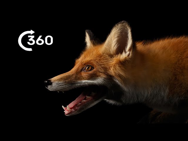 Life as a City Fox 360° | Planet Earth II | Behind The Scenes