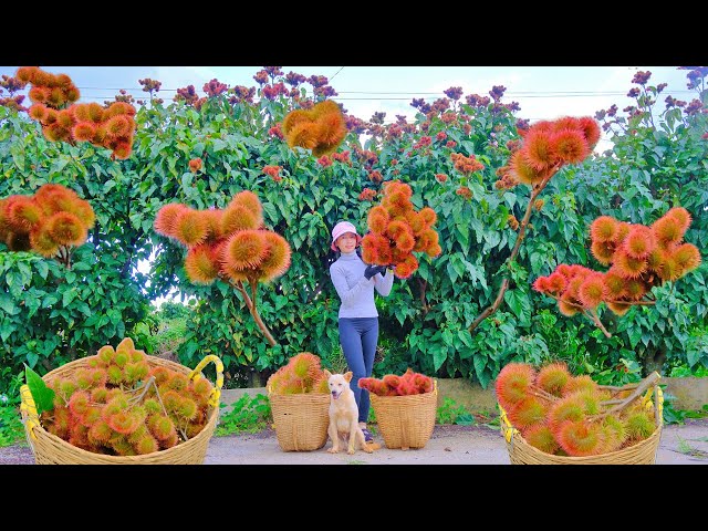 Harvesting Curry Fruit to sell at the market_6 Years Of Life In The Countryside | Thu's Country Life