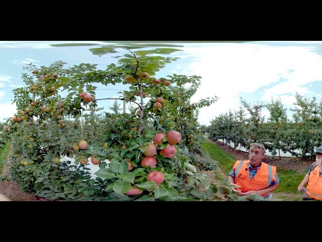 VR 360 - Learn about New Zealand's introduction to Honeycrisp apples