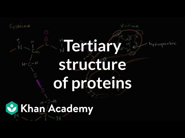 Tertiary structure of proteins | Macromolecules | Biology | Khan Academy