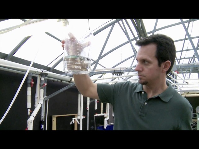 Mahi-mahi Research at the University of Miami Experimental Hatchery