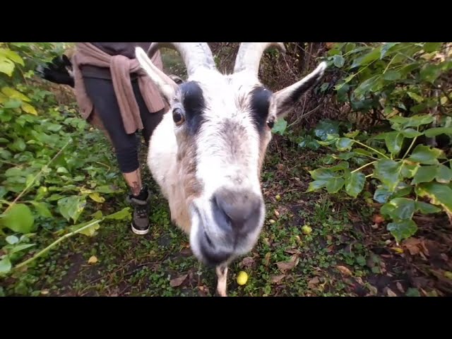 VR Nature walk - Buck the goat kissing the camera