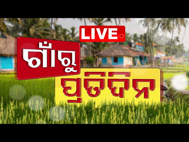 🔴Live | ଗାଁରୁ ପ୍ରତିଦିନ | Gaonru Pratidin | 21st November 2024 | Odisha TV | OTV