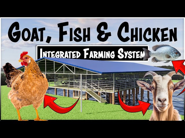 Integrated Goat, Chicken and Fish Farming | Modern Farm Design