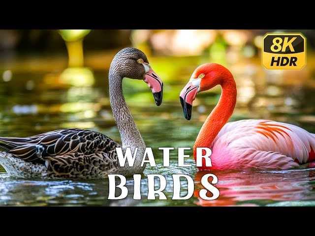 8K HDR | Water Birds - Colorful Animals With Healing Music | Nature Sounds