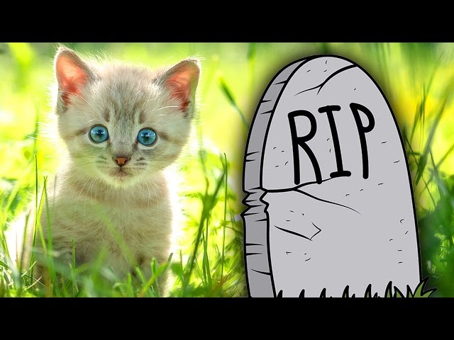 Where Pets Go When They Die