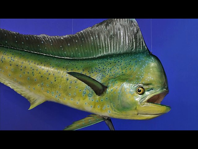 Facts: The Dolphinfish (Mahi-Mahi)