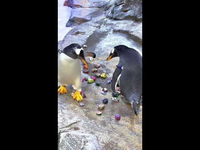 Detroit Zoo – Penguins Receive Painted Rocks for Nesting Season