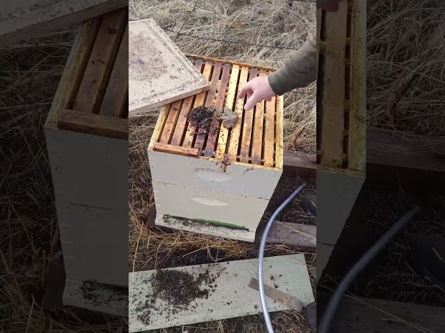 Mouse Destroyed an Entire Bee Hive