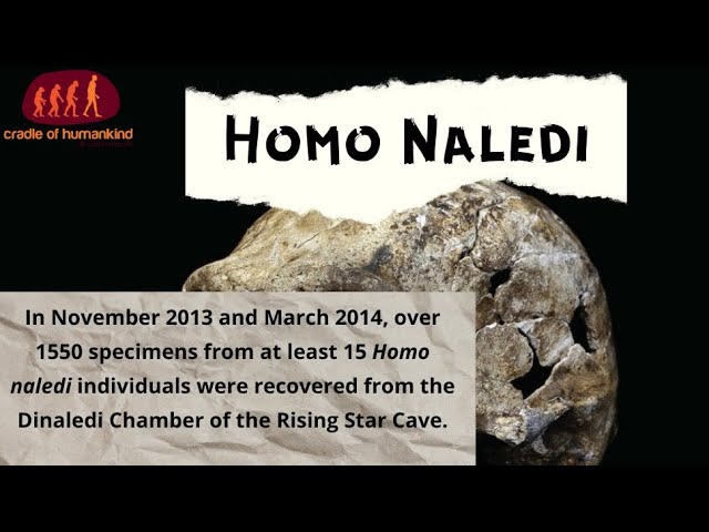 Homo Naledi, My Opinions based on Expert Talks