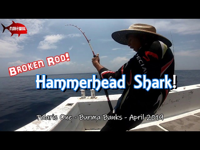 Broken Rod and a Hammerhead Shark!