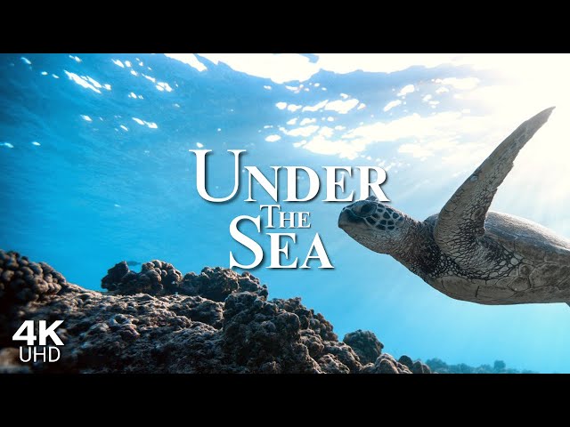 UNDER the SEA 4K - Music: Relaxing Exploration