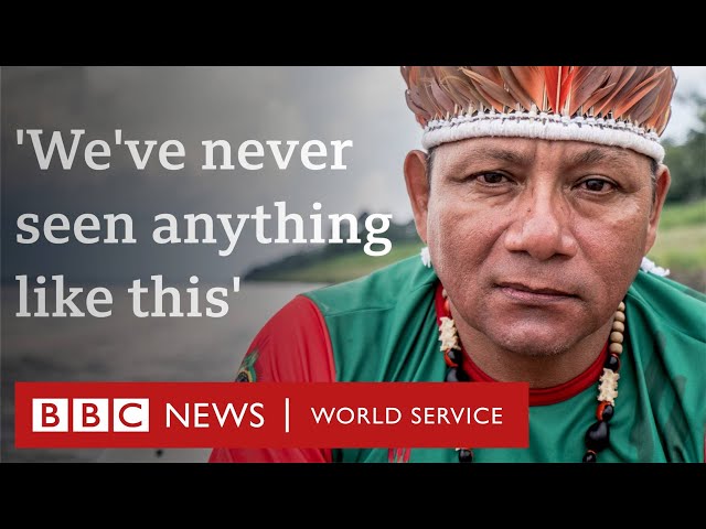 Crisis in the Amazon: Will the largest rainforest in the world survive? - BBC World Service