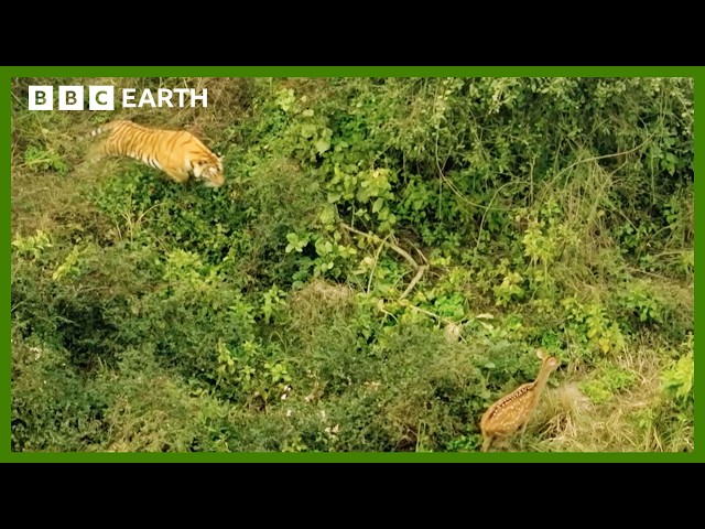 Mother Tiger Hunts to Feed Cubs | Asia | BBC Earth