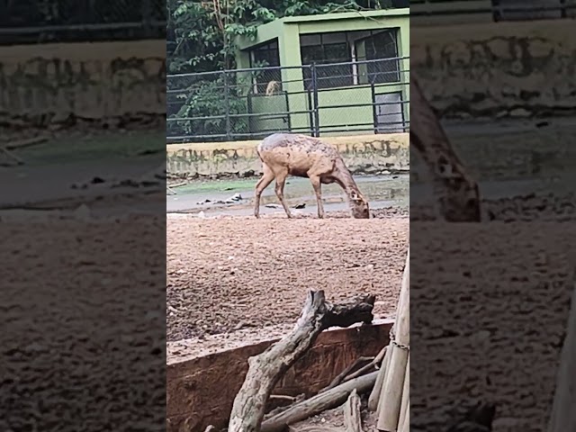 Sri jayachamarajendra ZOO mysuru