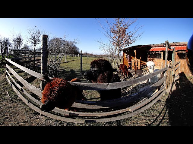 Animals VR | Alpacas VR180 Experience - Canon RF 5.2 mm F 2.8L Dual Fisheye Lens 8K Test