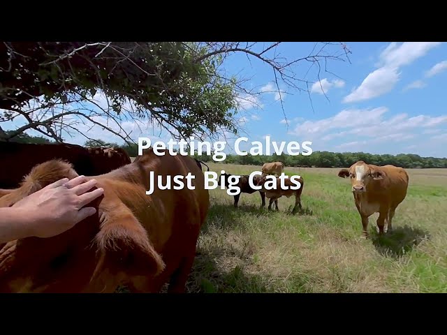 Petting newborn calf in virtual reality