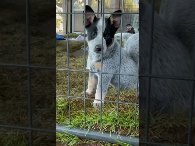 BLUE HEELER PUP- Australian Cattle Dog pups playing in the pool