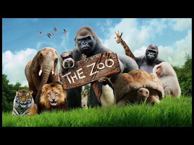 happy birthday to u, u belong in the zoo (HD VERSION)