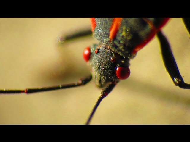 Creepy Boxelder Bug! Raynox 250 Macro Lens on SX40HS.