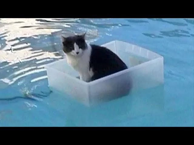 Cats Playing in Water Compilation