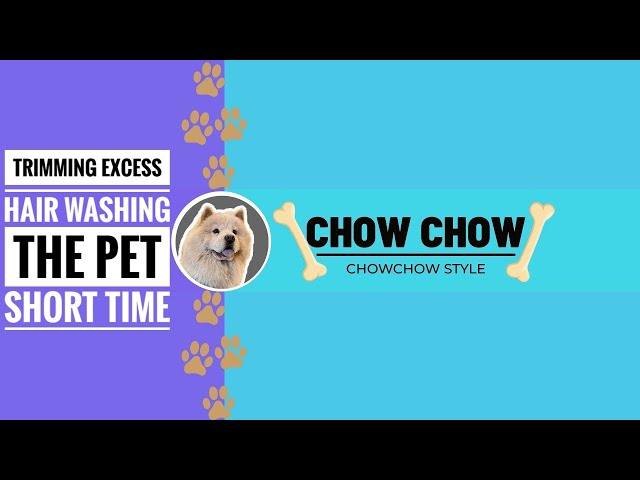 Washing the pet to home #chowchow #dog #youtube #how #animals #shorts #youtubeshorts