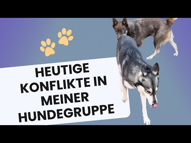 Heutige Konflikte in der Hundegruppe: So habe ich reagiert - #mehrhundehaltung