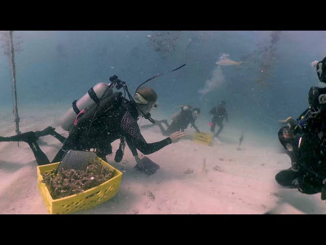 Coral Restoration Foundation™ Virtual Dive