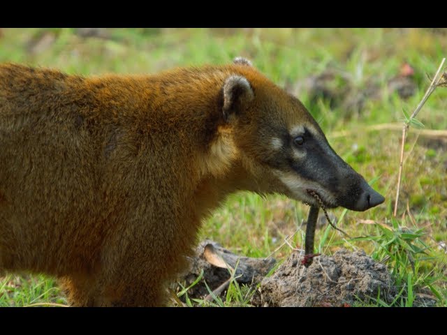 Caracara and Coati Fight Over Food | Wild Brazil | BBC Earth