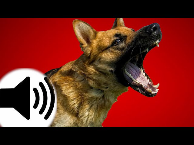 Dogs Barking Sound Effect