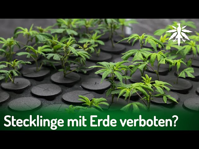 Stecklinge mit Erde verboten? | DHV-News # 425