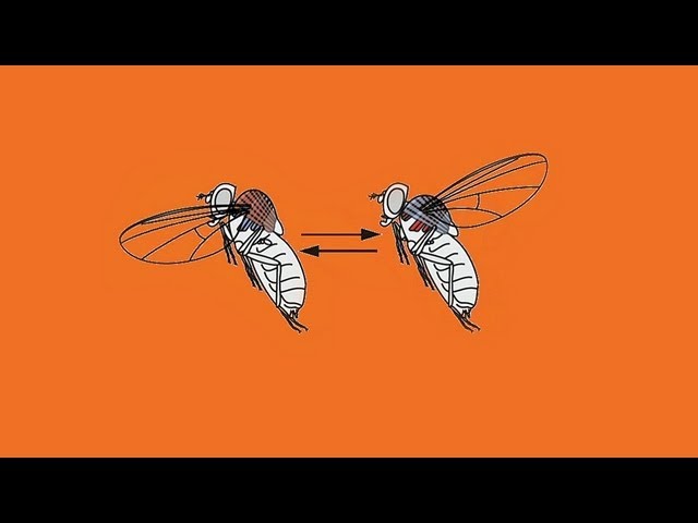 How a fly flies - Michael Dickinson