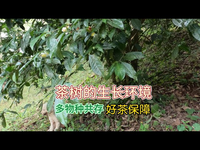 最适合茶树生长的环境，多物种共存，好茶保证#喝茶 #茶山生活